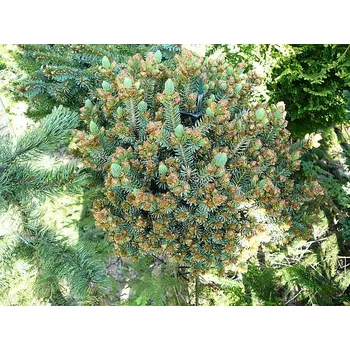 Sazenice Pica glauca Cecilia