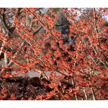 Sazenice Hamamelis x intermedia Jelena