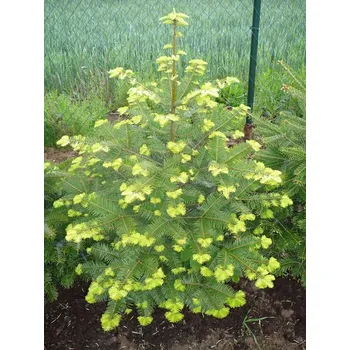 Vánoční stromek Jedle obrovská, Abies grandis