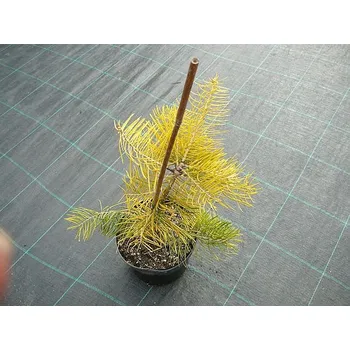 Sazenice Abies concolor Aurea, jedle