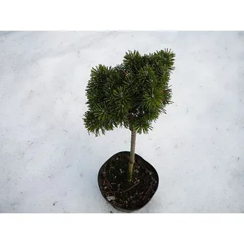 Sazenice Pinus pseudopumilio WB 2