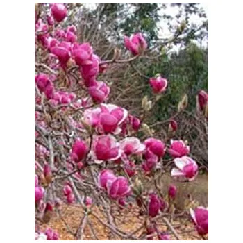Sazenice Magnolia x soulangeana Rustica Rubra