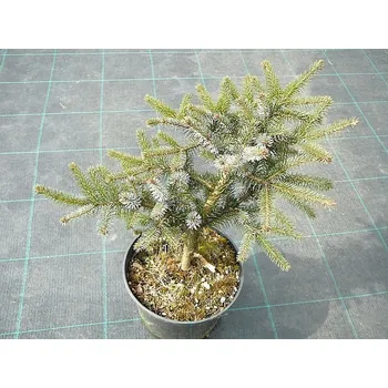 Sazenice Picea mariorika Machala