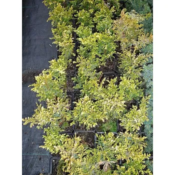 Sazenice Chamaecyparis pisifera Plumosa Aurea