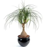 BEAUCARNEA, 75cm (Luxusní umělá palma)