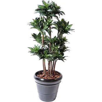 umělá květina DRACAENA FRAGRANS COMPACTA, 120cm (Luxusní umělá palma)