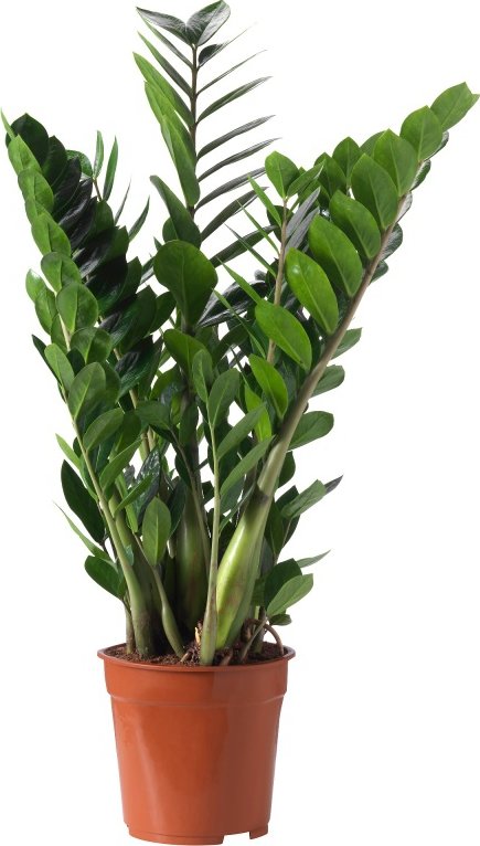 Zamioculcas zamiifolia 17x65cm - Do interiéru