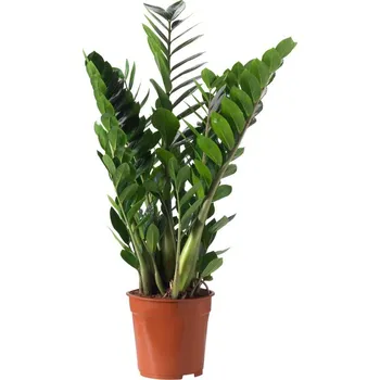 Sazenice Zamioculcas zamiifolia 17x65cm - Zalévat