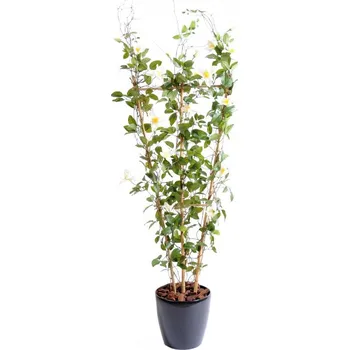 umělá květina Luxusní umělý kvetoucí keř&nbsp;CLEMATITE FENCE, 140cm