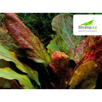 Akvarijní rostlina Echinodorus red flame - košík