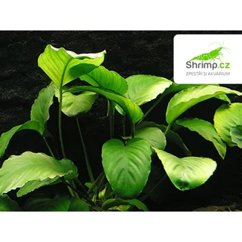 Akvarijní rostlina Anubias barteri - košík (Anubias barteri)