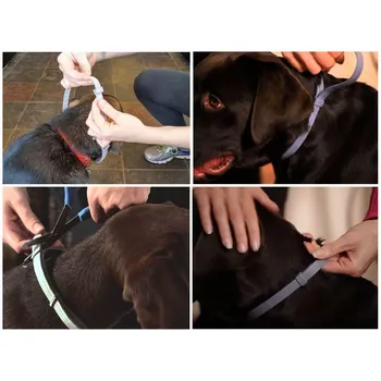 nasazení obojku Scalibor Protectorband u psa