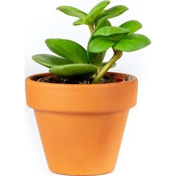 Gardners Peperomia Tetraphylla hope, průměr 6 cm Peperomie, pepřinec