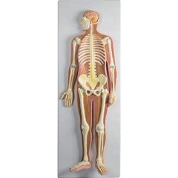 Erler-Zimmer Nervový systém, poloviční velikost