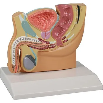 Erler-Zimmer Řez mužskou pánví, zmenšený