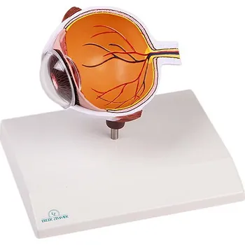 Erler-Zimmer Model oka, zvětšený