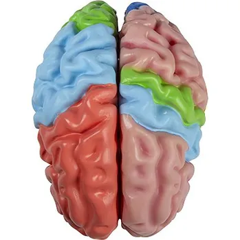 Erler-Zimmer Funkční model mozku