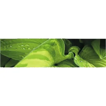 Samolepící PVC tapeta do kuchyně mySPOTTI splash Prales 60x220 cm