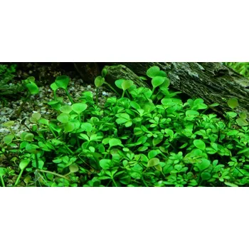 Akvaristika Marsilea crenata (Košíčková tuzemsko Ø 4,5 cm)