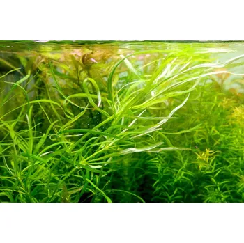 Akvaristika Pogostemon octopus (Košíčková Ø 5,5 cm)