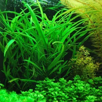 Dekorace do akvária Hygrophila angustifolia (Košíčková Ø 5,5 cm)