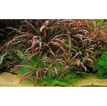 Akvaristika Hygrophila pinnatifida (IN-VITRO Ø 7 cm)
