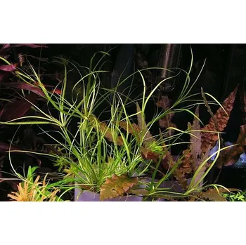 Akvaristika Juncus repens (IN-VITRO Ø 7 cm)