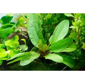 Akvaristika Echinodorus schluteri (Košíčková tuzemsko Ø 4,5 cm)