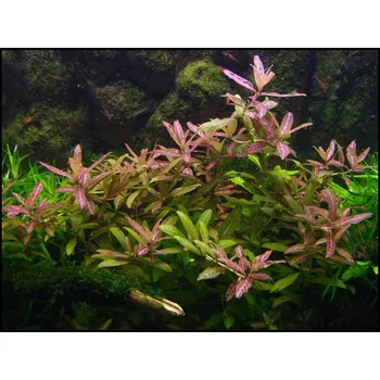 Akvaristika Hygrophila polysperma Rosanervig (IN-VITRO Ø 7 cm)
