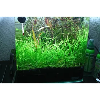 Dekorace do akvária Echinodorus tenellus Green (IN-VITRO Ø 7 cm)