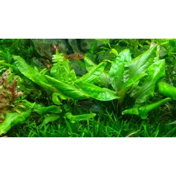 Akvaristika Cryptocoryne pontederiifolia (Košíčková Ø 5,5 cm)