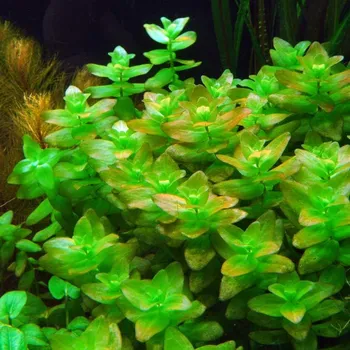 Akvaristika Bacopa caroliniana / amplexicaulis (IN-VITRO Ø 7 cm)