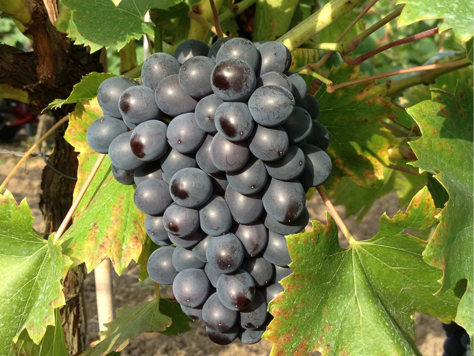 Vinná réva MIX ODRŮD Vitis vinifera ´Dornfelder´