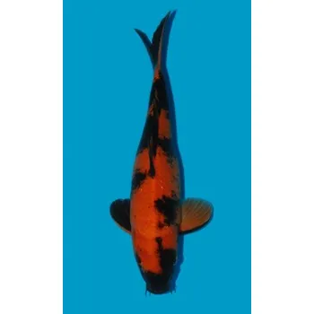 Krmivo pro rybičky HQ Hi Utsuri JK 20150419