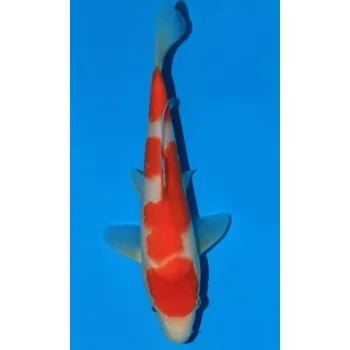 Krmivo pro rybičky HQ Kohaku JK 20160061