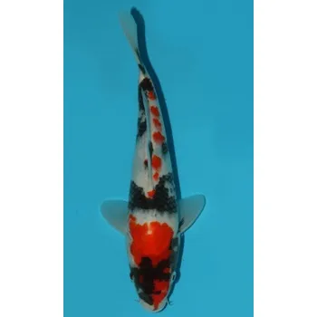 Krmivo pro rybičky VHQ Showa Sanshoku JK 20150095