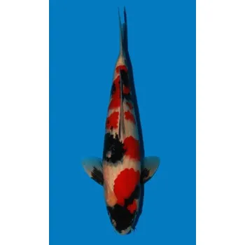 Krmivo pro rybičky Showa Sanshoku JK 20190005