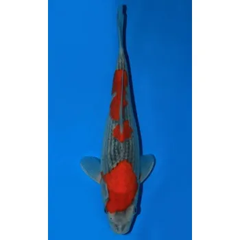 Krmivo pro rybičky VHQ Goshiki JK 20150331