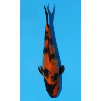 Krmivo pro rybičky HQ Hi Utsuri JK 20150441