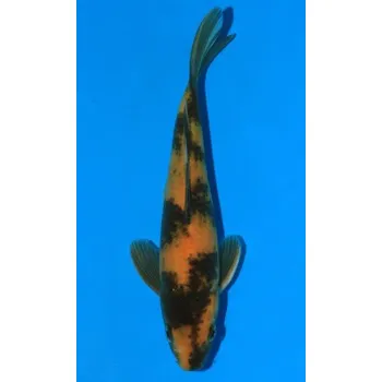 Krmivo pro rybičky HQ Ki Utsuri JK 20160009