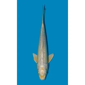 Krmivo pro rybičky Doitsu Hariwake JK 20200001