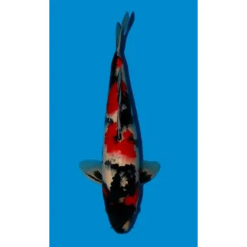 Krmivo pro rybičky Showa Sanshoku JK 20190004