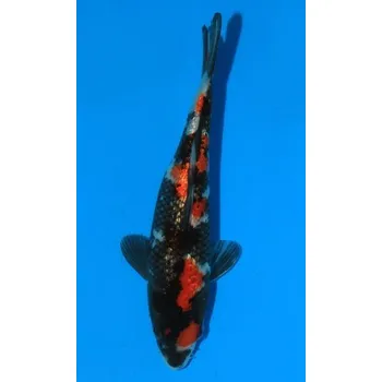 Krmivo pro rybičky SHQ Gin Rin Showa Sanshoku JK 20150121