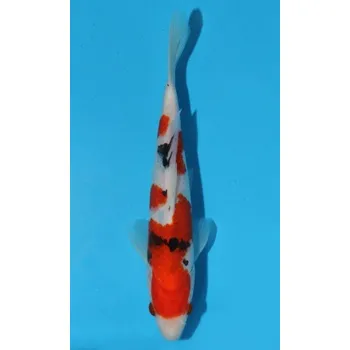 Krmivo pro rybičky HQ Taisho Sanshoku JK 20150358