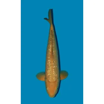 Krmivo pro rybičky Gin Rin Chagoi JK 20190055