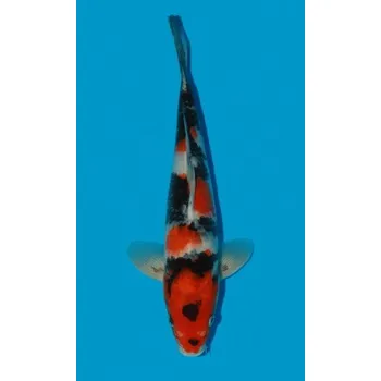 Krmivo pro rybičky Showa Sanshoku JK 20150275