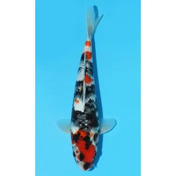 Krmivo pro rybičky HQ Showa Sanshoku JK 20150479