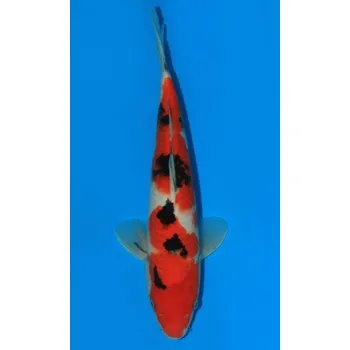 Krmivo pro rybičky HQ Taisho Sanshoku JK 20160083