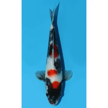 Krmivo pro rybičky HQ Tategoi Showa Sanshoku JK 20150482