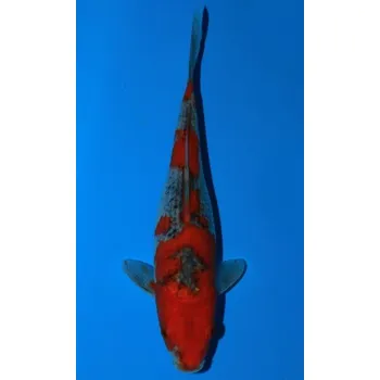 Krmivo pro rybičky VHQ Goshiki JK 20150319